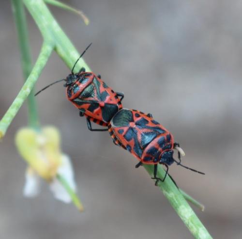 Eurydema ventralis